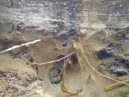 Cyanobacteria that is yellow in color, with a vein-like appearance.