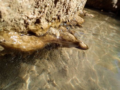 Cyanobacteria mat several centimeters thick that is light brown in color, slimy, with a felt-like appearance.