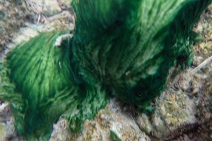 Cyanobacteria that is green in color, with a flowing feathery texture.