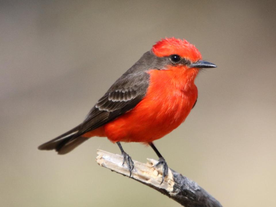 Bird Watching Big Bend National Park U S National Park Service