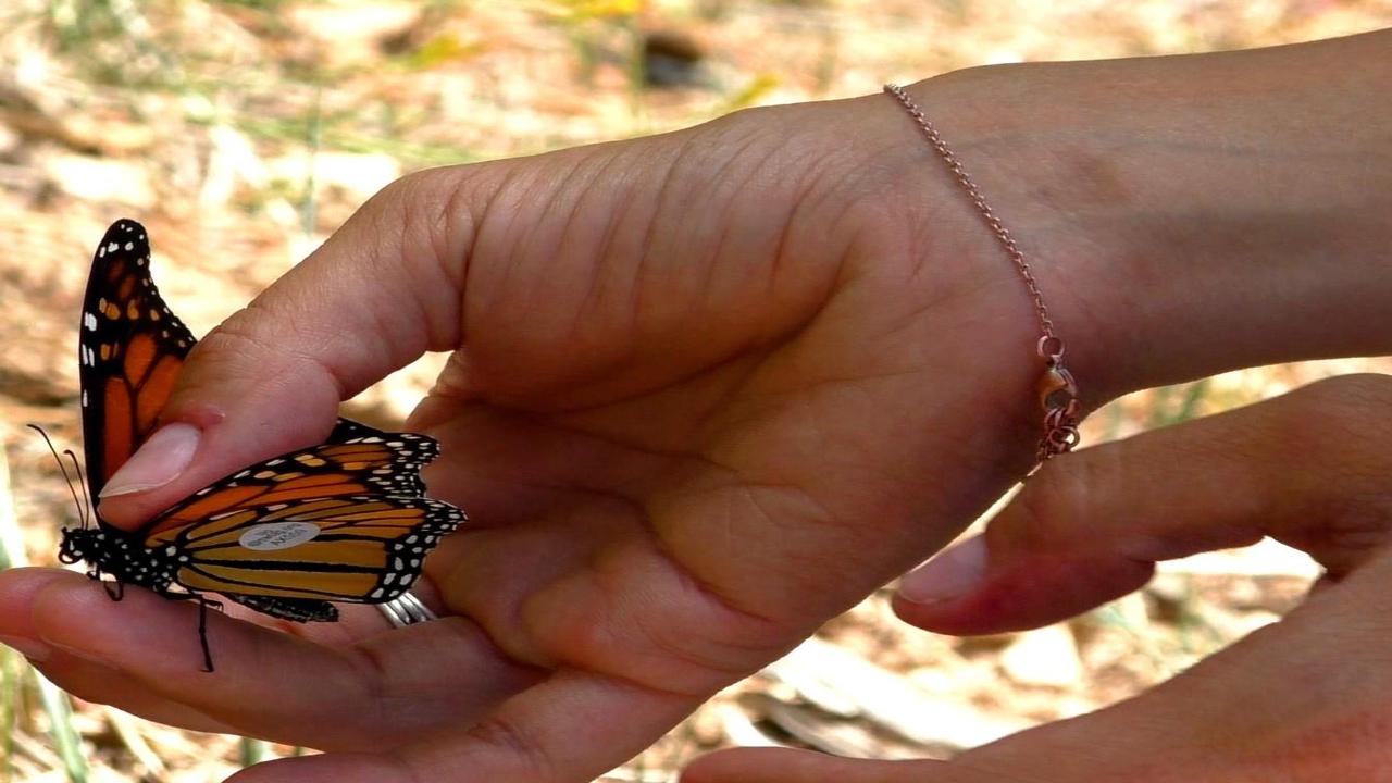 Monarch Butterflies - Fire Island National Seashore (U.S. National Park  Service)