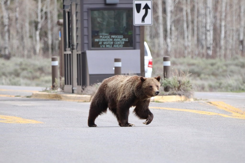 A grizzly bear feeds on food and waste left unattended in a campsire