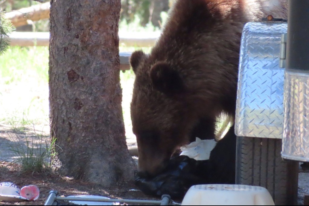 A grizzly bear feeds on food and waste left unattended in a campsire