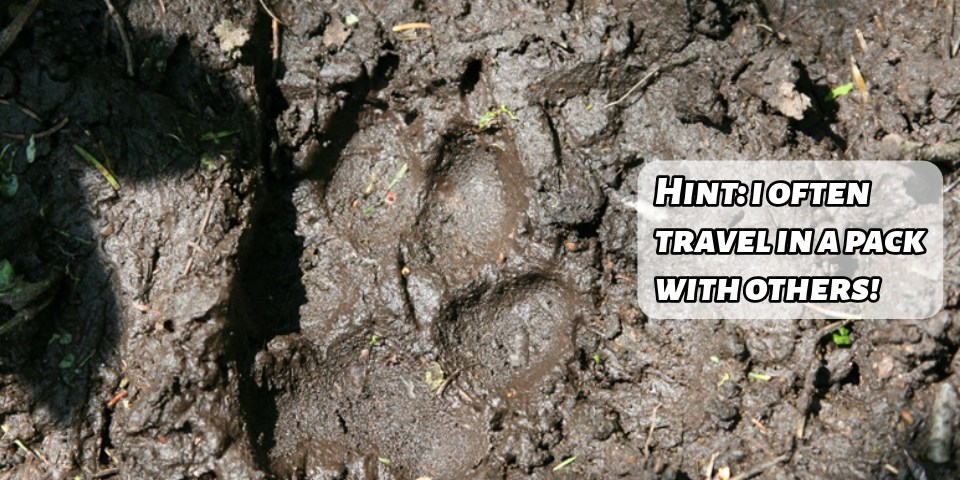 A wolf print in the mud with the words "Hint: I often travel in a pack with others!"