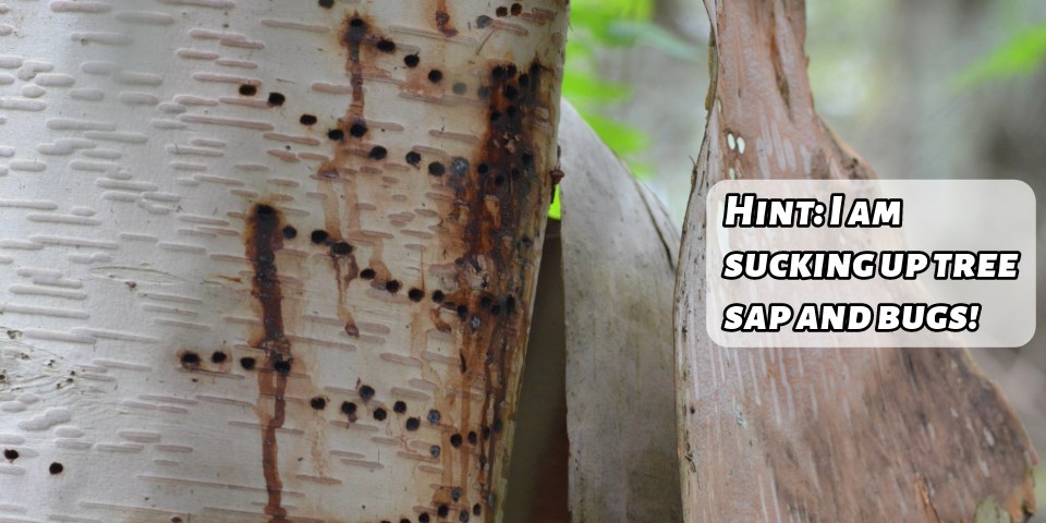A tan smooth tree with vertical lines of small holes with the words, "Hint: I am sucking up tree sap and bugs".