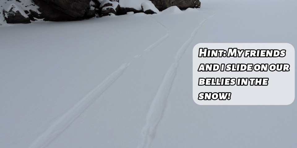 Animal tracks that resemble ski tracks in the snow. With a text box saying "Hint: My friends and I slide on our bellies in the snow!"