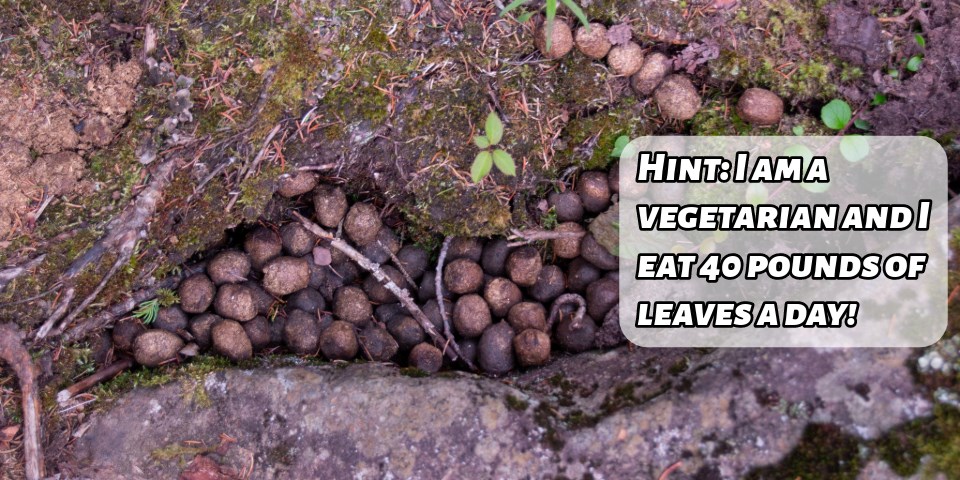 Small round pieces of scat in the woods, in between the ground and a rock. With a text box reading, "Hint: I am a vegetarian and I eat 40 pounds of leaves a day!"
