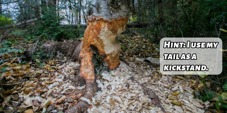 A tree in the woods with big bite marks at the base and wood chips on the ground. With a text box reading, "Hint: I use my tail as a kickstand."