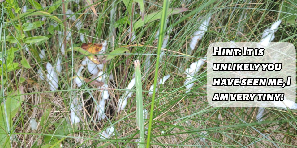 Green grass with covered in spit like bubbles with a tezt box reading, "Hint: It is unlikely you have seen me, I am very tiny!