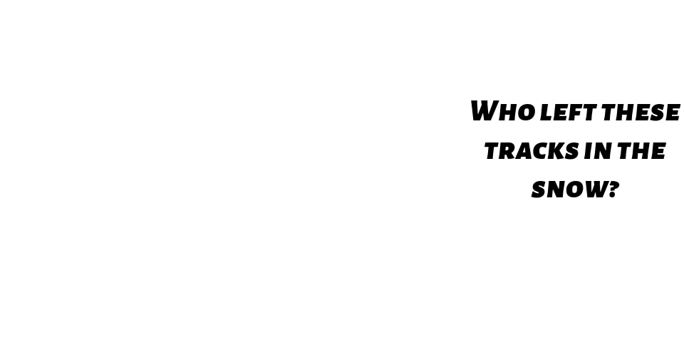 Animal tracks that resemble ski tracks in the snow. With a text box saying "Hint: My friends and I slide on our bellies in the snow!"