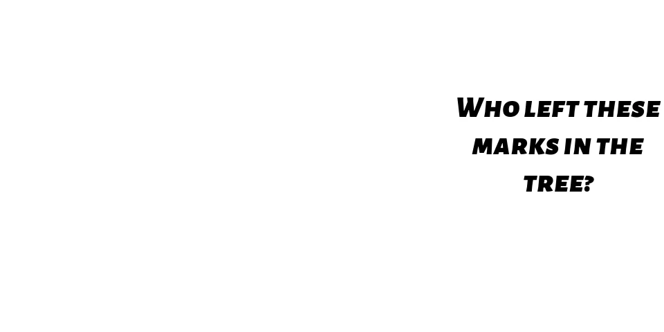 A tree in the woods with big bite marks at the base and wood chips on the ground. With a text box reading, "Hint: I use my tail as a kickstand."