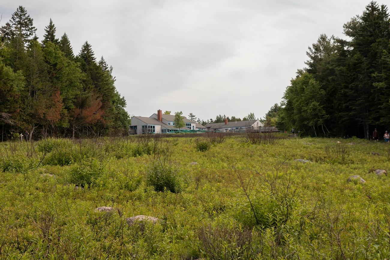 Before image of overgrown and dried out blueberry plant and miscellaneous dried grasses and weeds near Jordan Pond House.