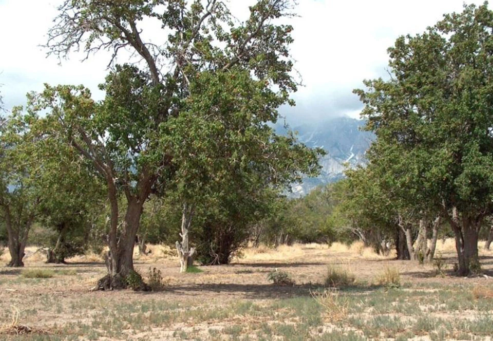 Rows of tall fruit trees with dense, leafy branches.