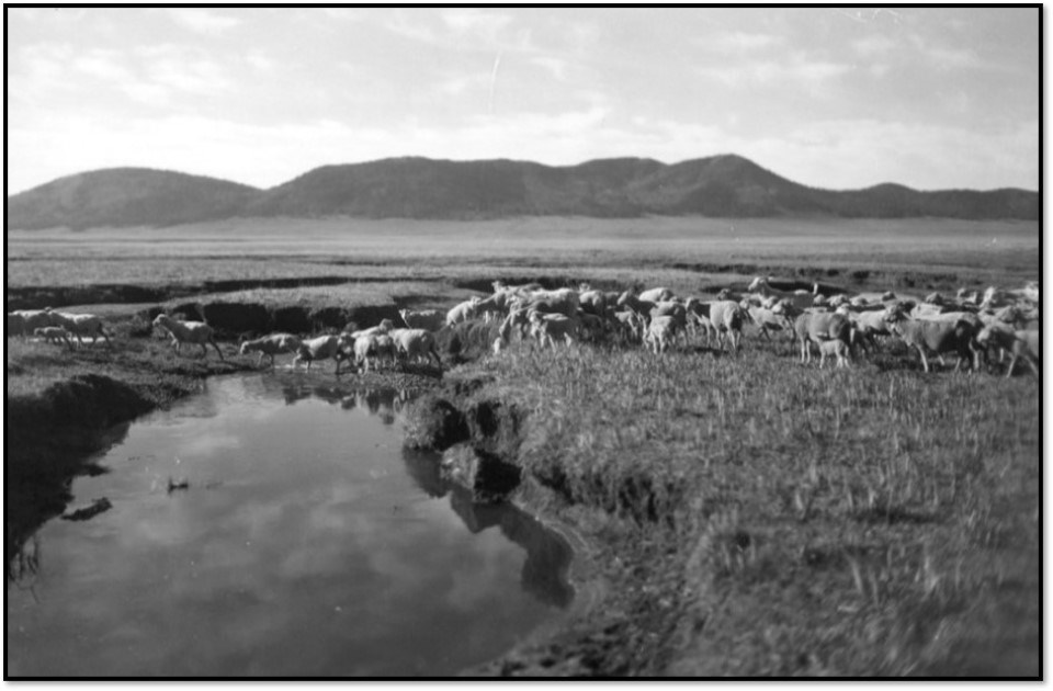 Historic black and white photo of sheep grazing along Jaramillo Creek