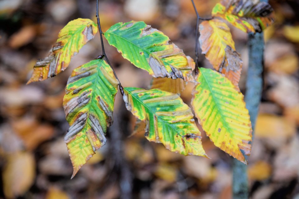 Shriveled beech leaves show darker bands in between the leaf veins.