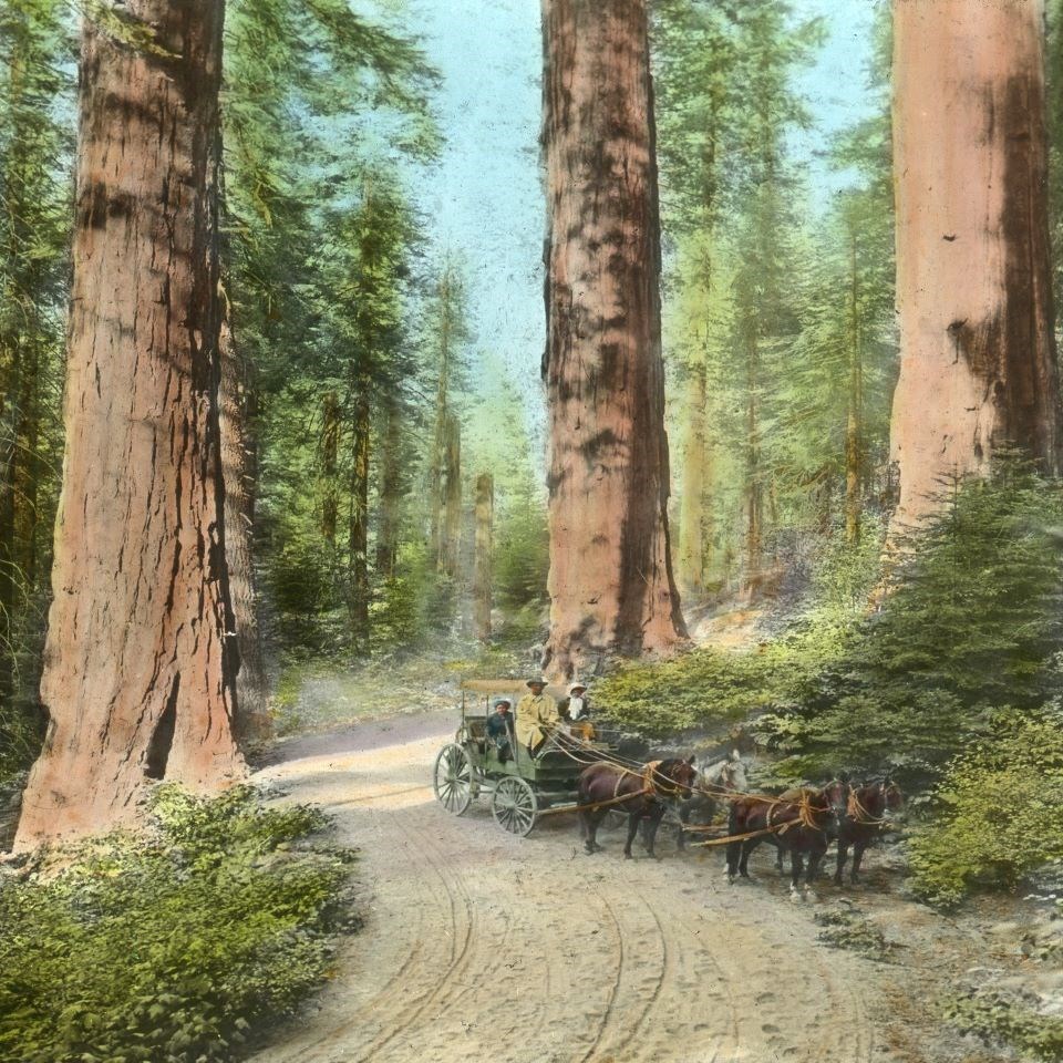 Black and white photo of a horse-drawn stagecoach with three people on it stopped on a dirt road under large trees.