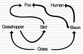 human food chain cycle