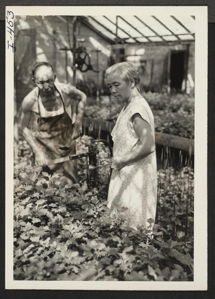 Older Japanese American married couple spray plants in a greenhouse