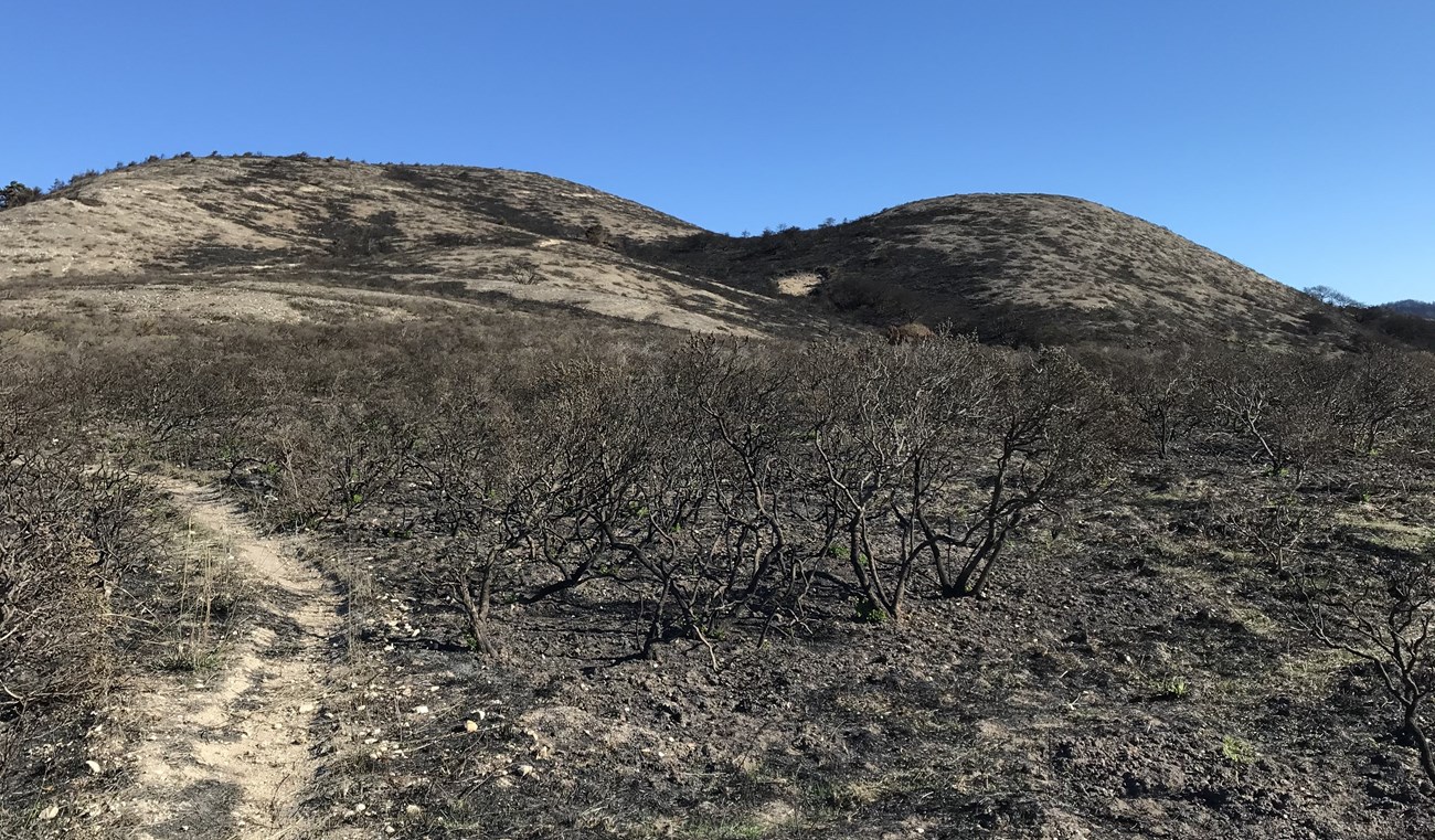 Blue sky over a hillside of charred black shrubbery and tan vegetation.