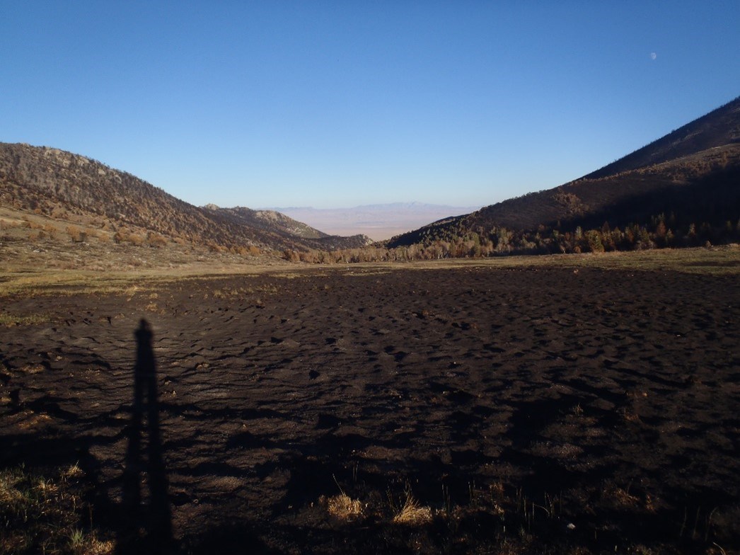 The upper meadow in Strawberry Creek four months after the fire in 2016.