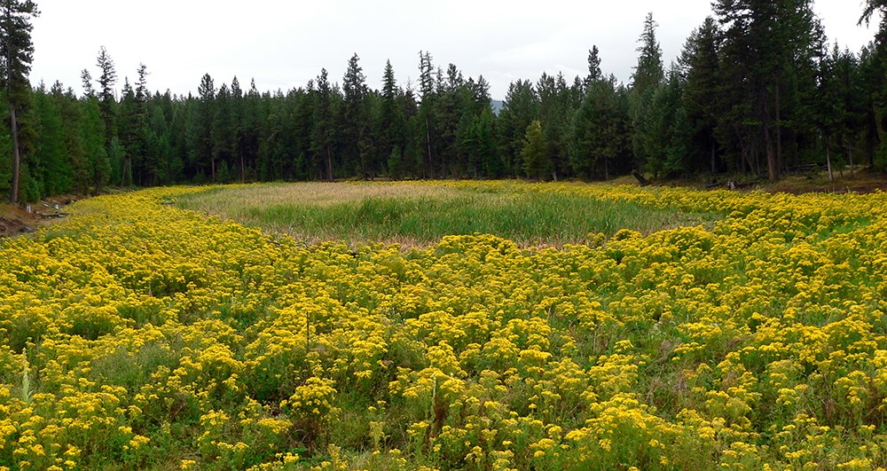 A field of yellow flowers surrounded by pine forest