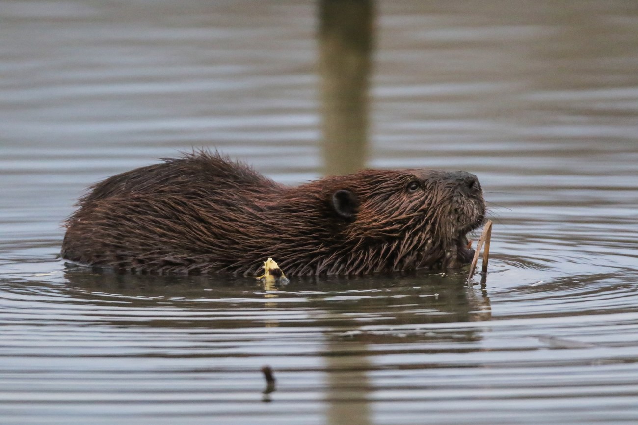 A crochet beaver propped up with its nose pointing up to the camera.