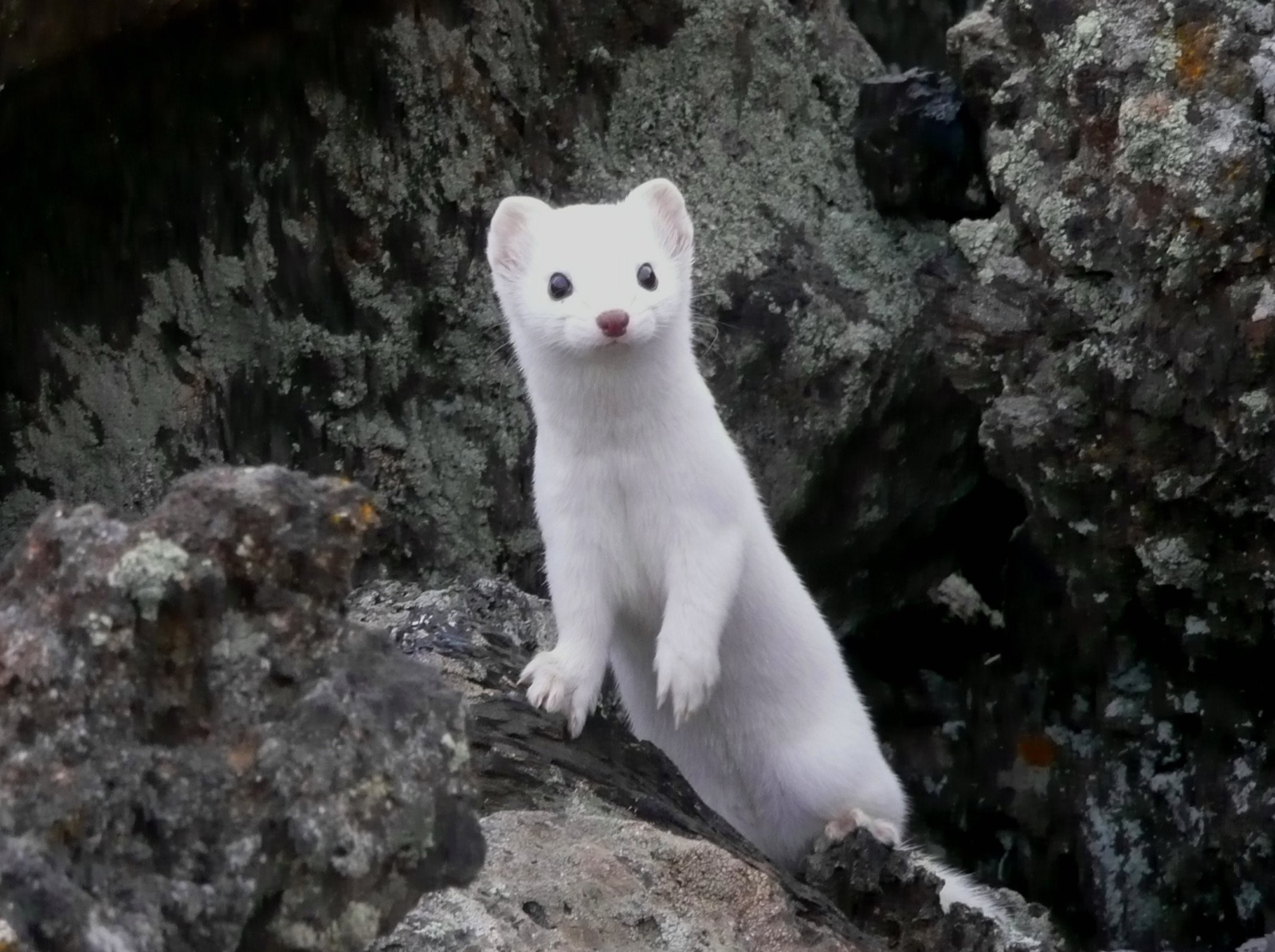 a white weasel looking out over black lava rocks