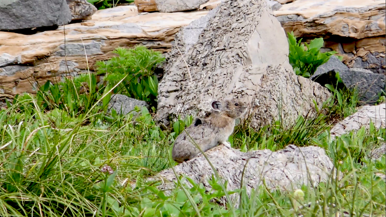 Pika Plush Glacier National Park Conservancy