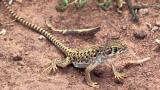 New finds at Petrified Forest National Park: Long-nosed leopard lizard