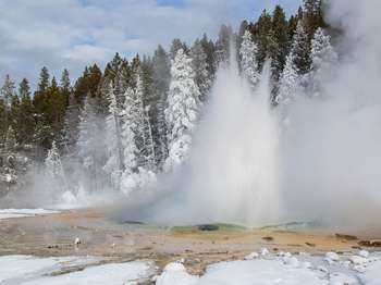 A geyser erupts water on a winter day, coating the nearby pine trees with ice.