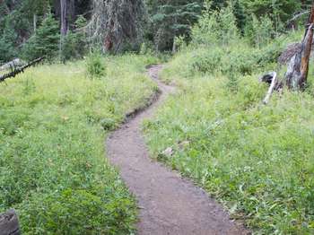 A bare ground path leads up through a grassy meadow to the forest-covered hillside.
