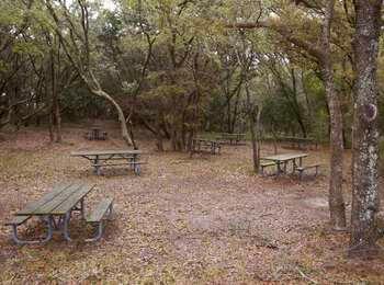 Several picnic tables are spread out below the maritime forest.