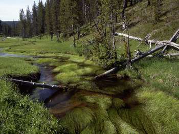 A small creek meanders through a grassy wetland.