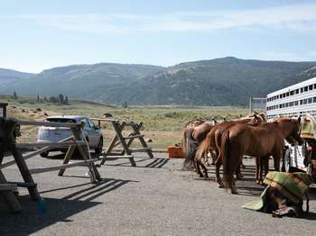 Horses tethered to a trailer as they wait to head out onto the trail.