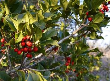Bright red berries adorn the green-leaved, native holly trees on Sandy Hook.