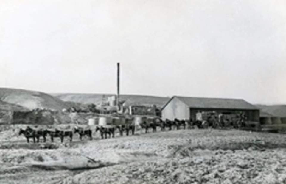 Photo of 20 mules towing wagon with buildings in background.