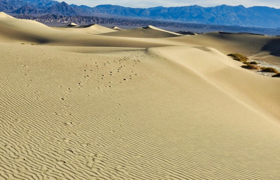 Man and mule walking across sand dunes.