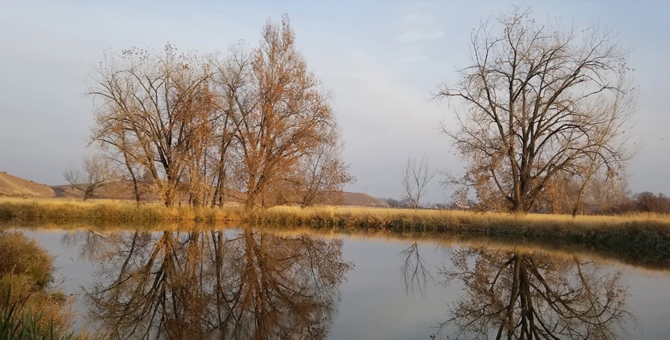 In the foreground is a depression with low green plants growing in it, yellow grasses around the edge of the depression, in the middle ground are deciduous trees with green leaves and in the background is a hazy mountain ridge