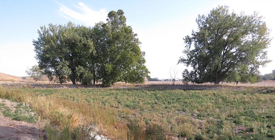 In the foreground is a depression with low green plants growing in it, yellow grasses around the edge of the depression, in the middle ground are deciduous trees with green leaves and in the background is a hazy mountain ridge