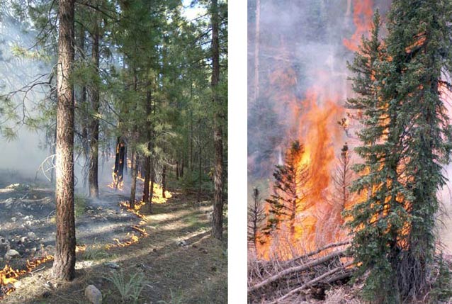 Left: Surface fire in Grand Canyon National Park. Right: Crown fire in Grand Canyon National Park.