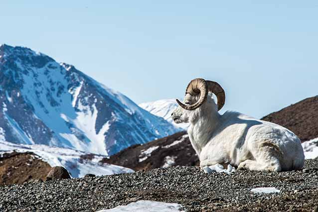 About Dall Sheep In Alaskas National Parks Us National