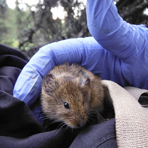 A tundra vole being held by a gloved hand