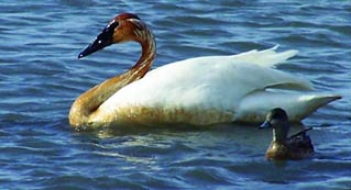 large white bird and small brownish bird floating on a lake
