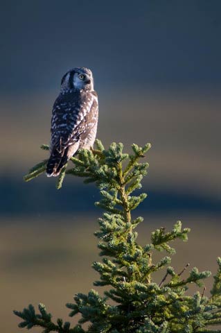 owl perched in a spruce tree