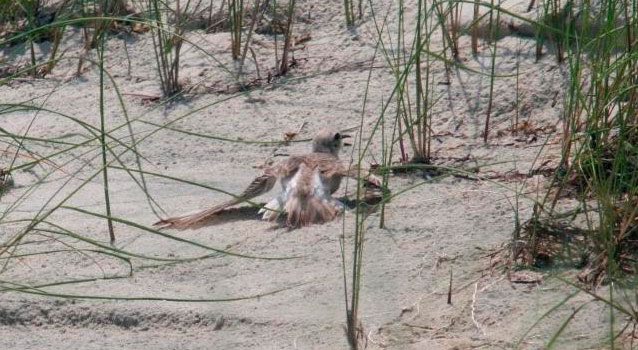 Wilson's Plover showing 