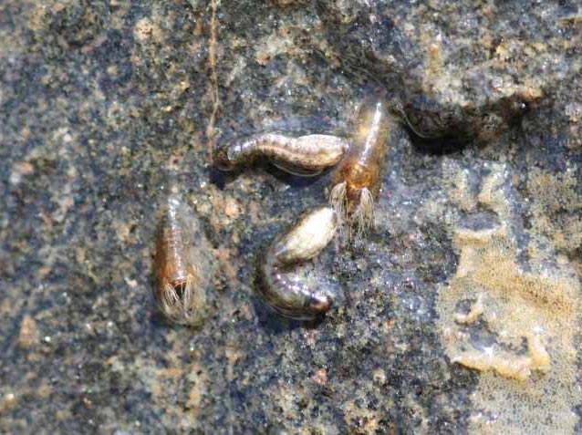 Black fly (Simulium decorum) larvae and pupae.