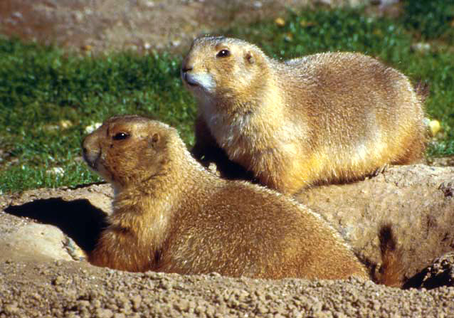 Black-tailed prairie dogs (note black tip of tail) are the most abundant and widespread species.