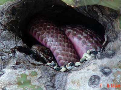 Coachwhip preying on bird eggs in Saguaro National Park.