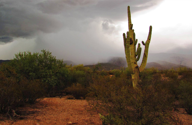 A Saguaro cactus stands in the foreground as rain falls nearby