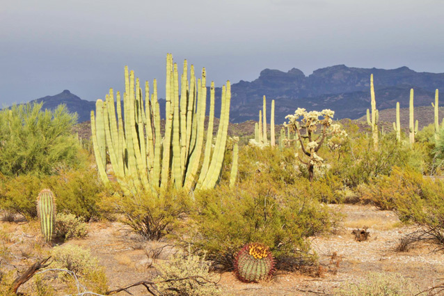Desert vegetation at Organ Pipe National Monument, including several species of cacti